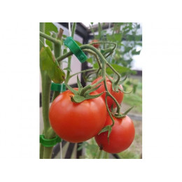 Клипсы для крепления растений, 20шт. ВОЛАТ