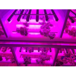 Светильник светодиодный подвесной 18Вт PPG T8i-1500 Agro, IP20, 220В, JAZZWAY